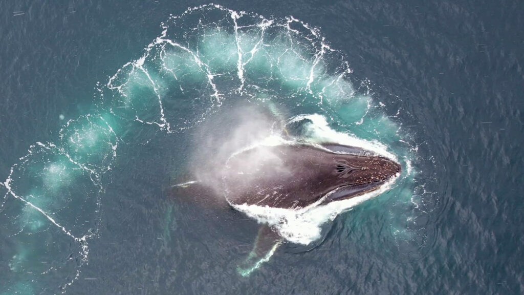 В Антарктиді українські вчені почали досліджувати китів за допомогою дронів (фото)