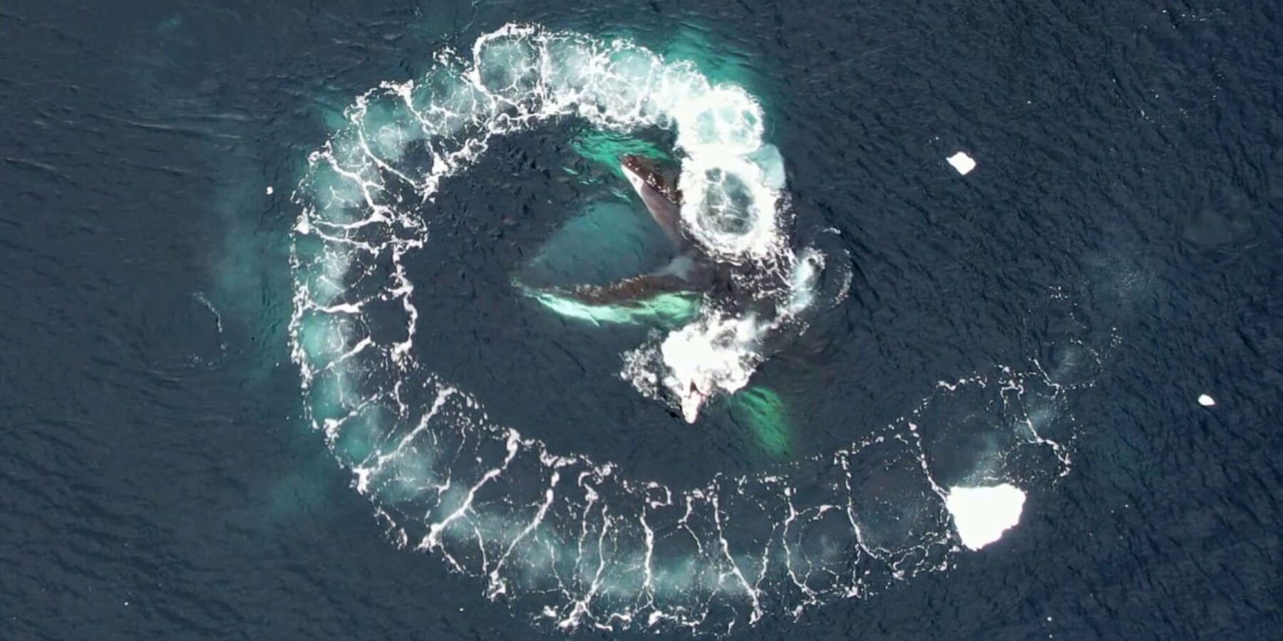 В Антарктиді українські вчені почали досліджувати китів за допомогою дронів (фото)