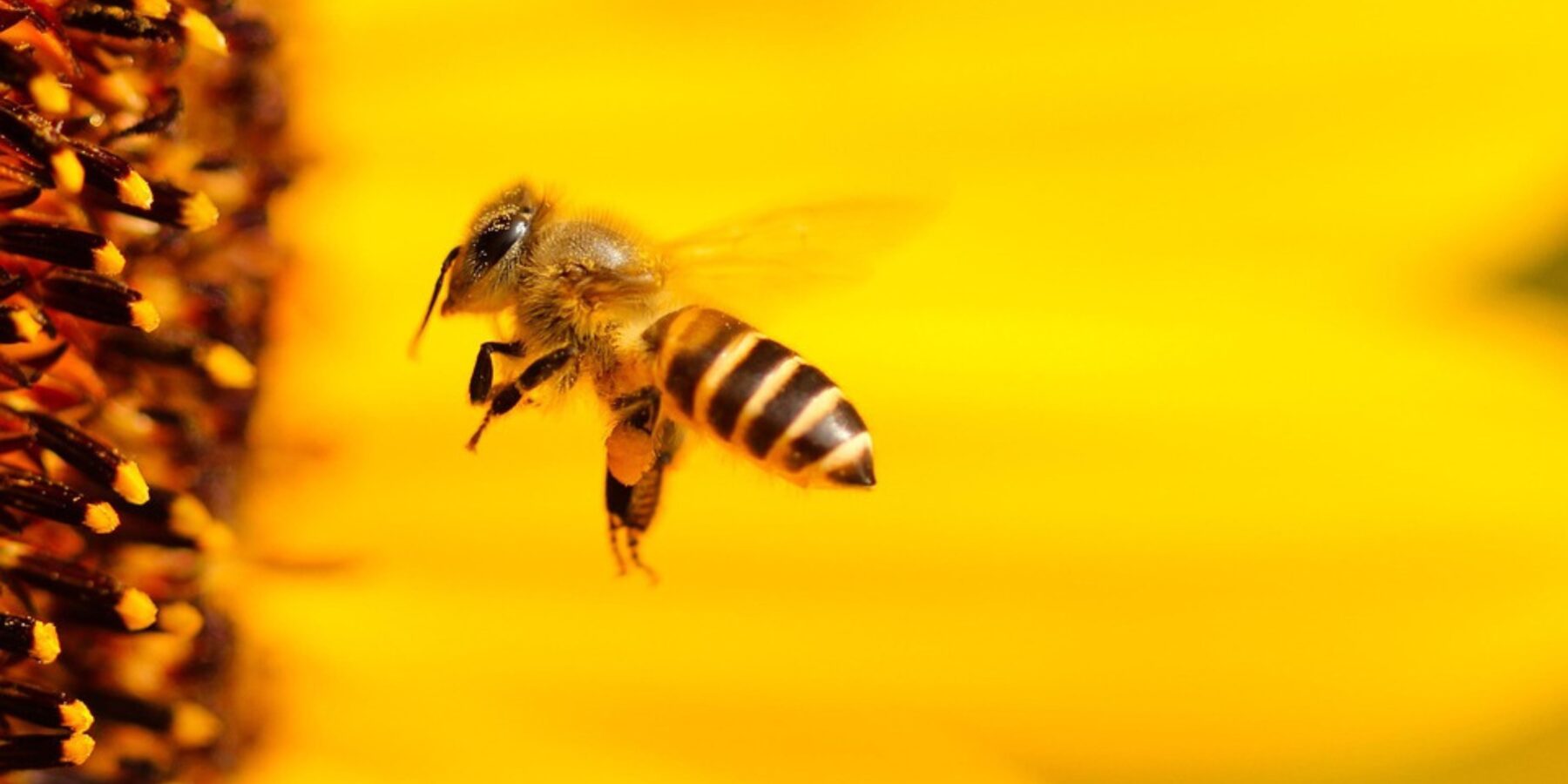 У Чернівцях харківські підприємці виробляють електроніку для бджолярів (відео)
