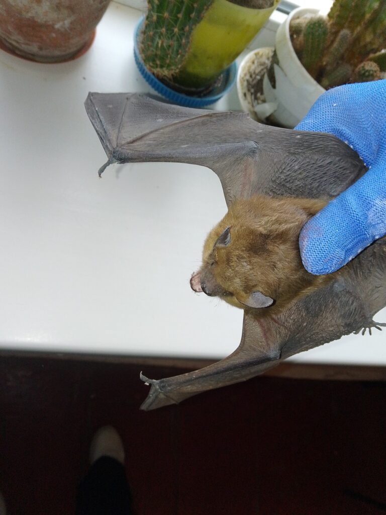 На Вінничині науковці досліджують рідкісних кажанів (фото)