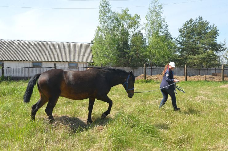 В Україні запрацювало соціальне ранчо, на якому мешкають врятовані від війни коні