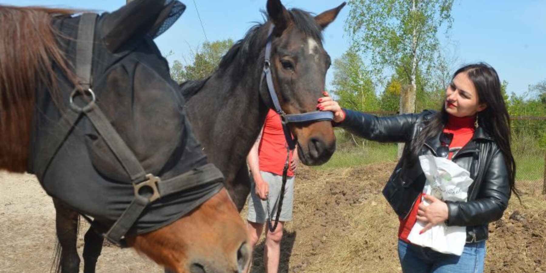 В Україні запрацювало соціальне ранчо, на якому мешкають врятовані від війни коні