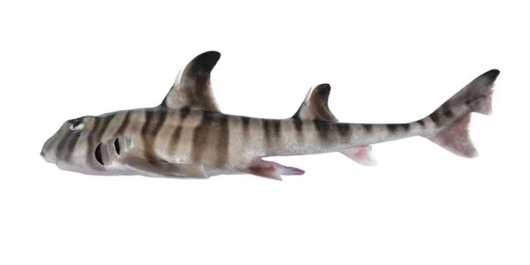 В Австралії виявили новий химерний вид акул із зубами, схожими на людські