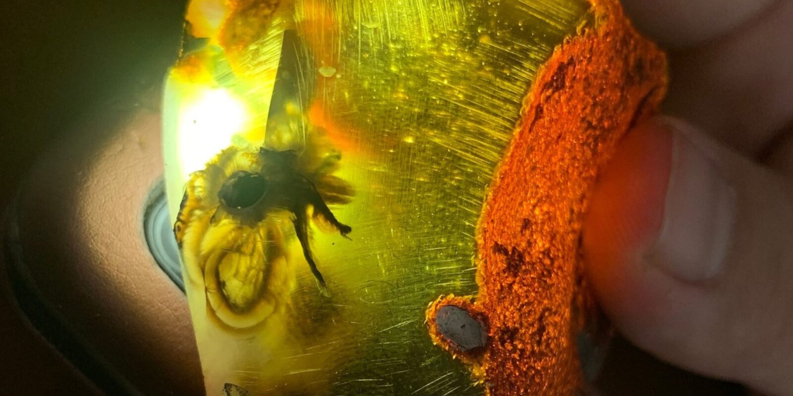 На Рівненщині знайшли бурштин із доісторичною комахою всередині