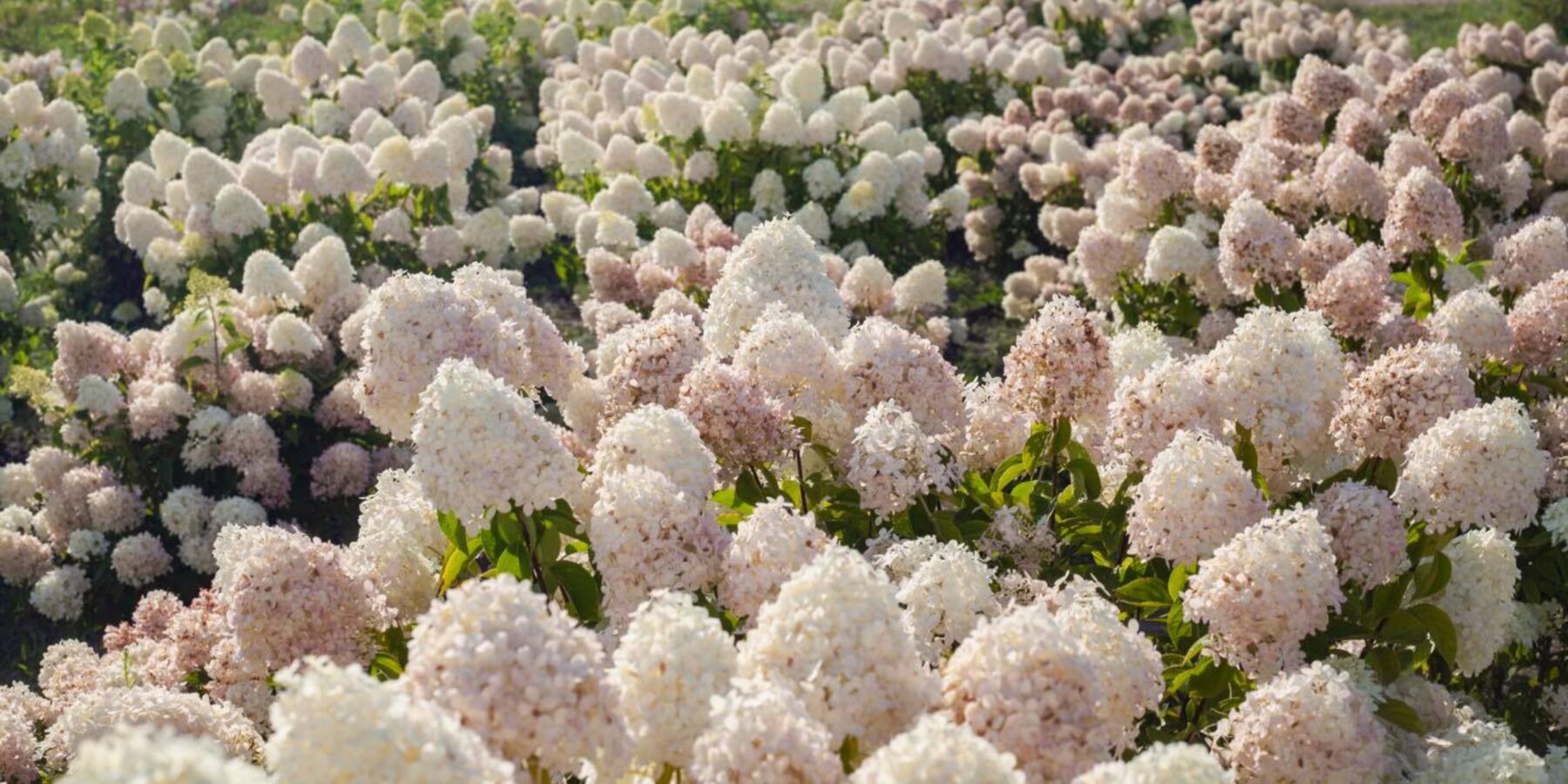 У Добропарку стартував сезон гортензій