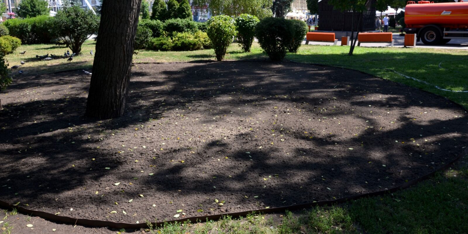 У центрі Києва створили ділянку з луговими травами та квітами