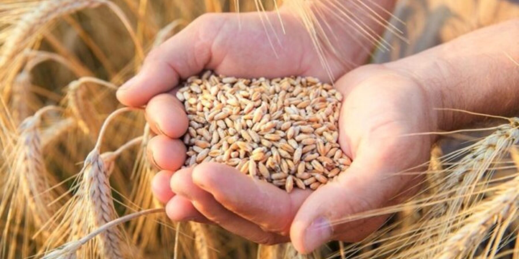 Україна встановить новий рекорд зі збору зерна