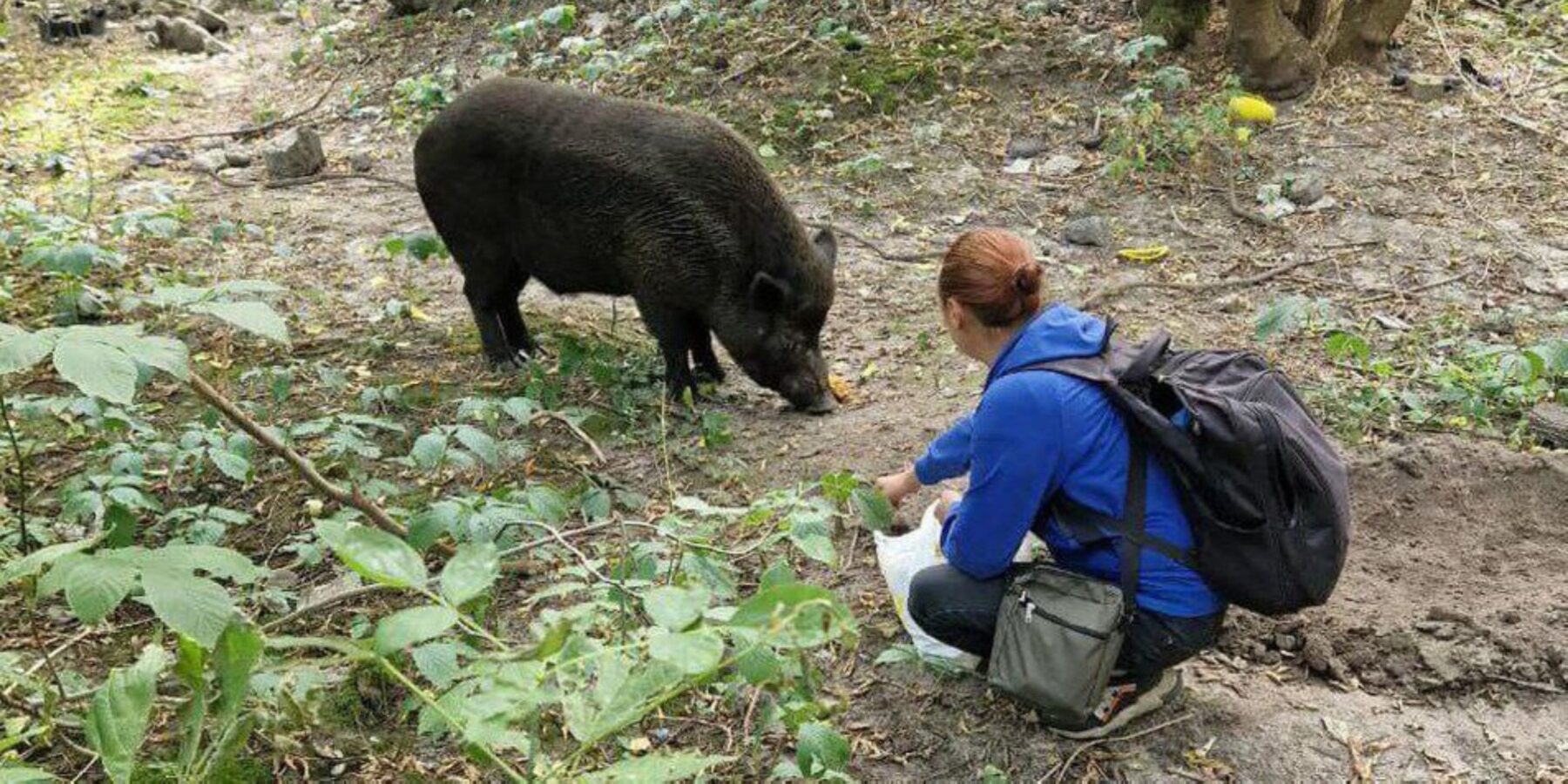 Кабан, який гуляв Сумами, знайшов своїх господарів
