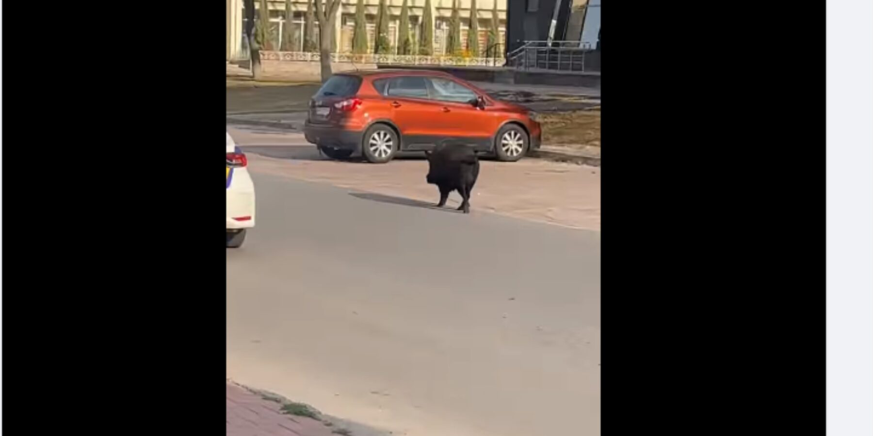 У центрі Сум гуляє дикий кабан