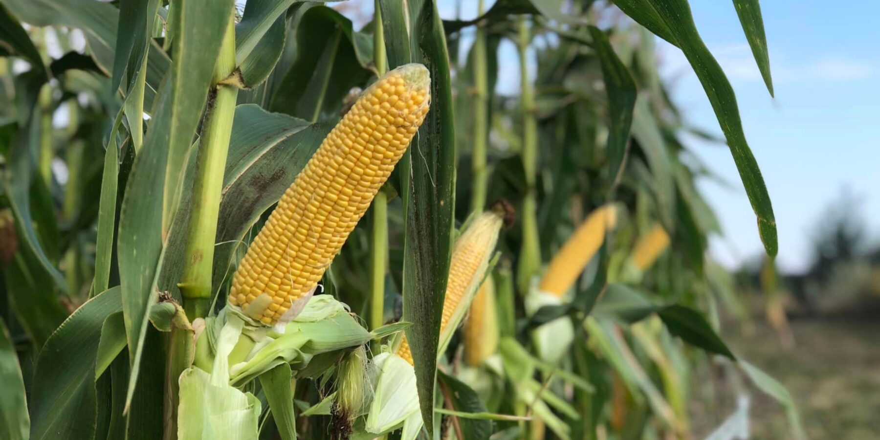 У Вінниці презентували унікальне пиво із цукровою кукурудзою