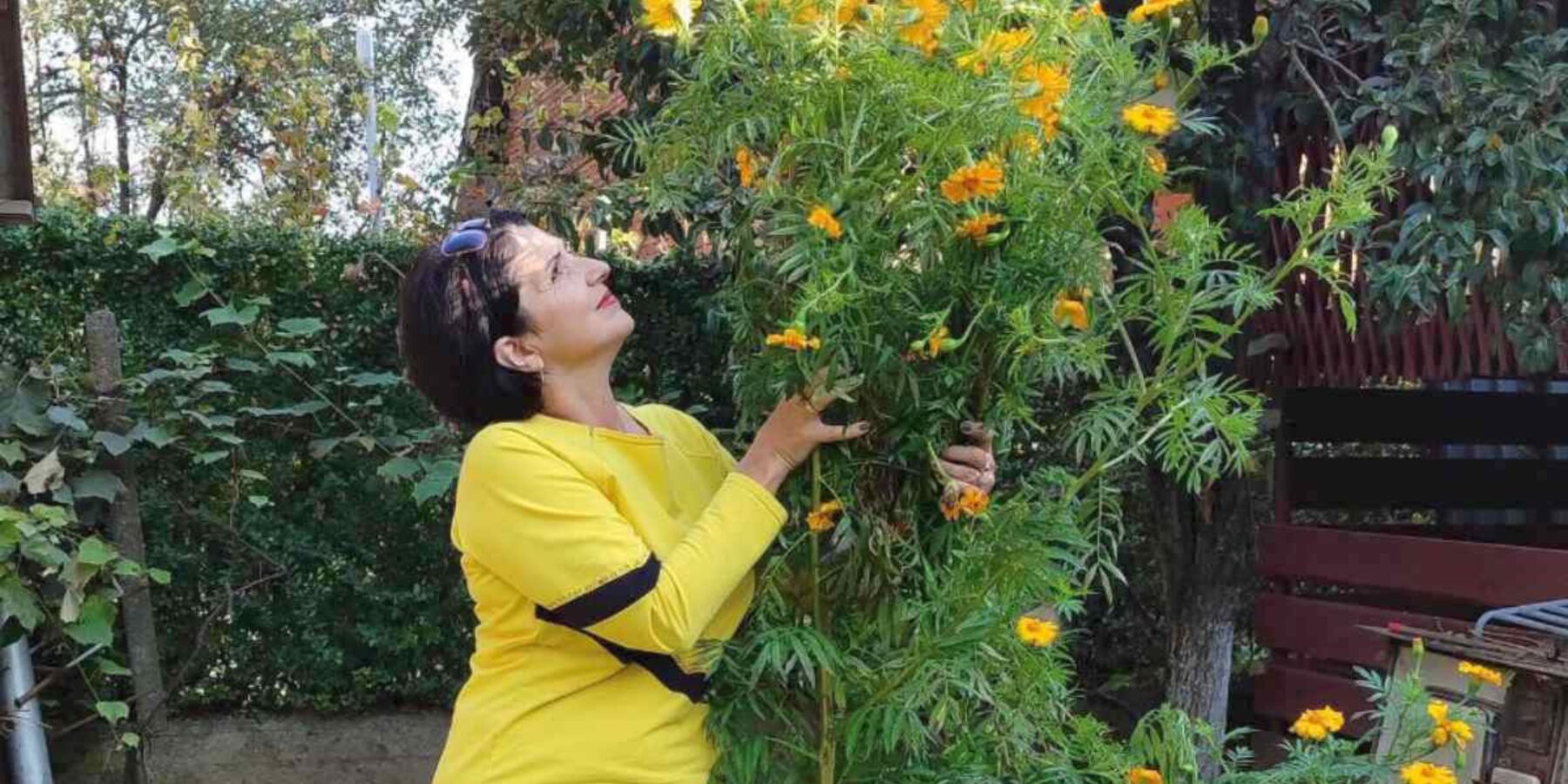 На Закарпатті пенсіонерка виростила чорнобривці висотою понад 2 метри