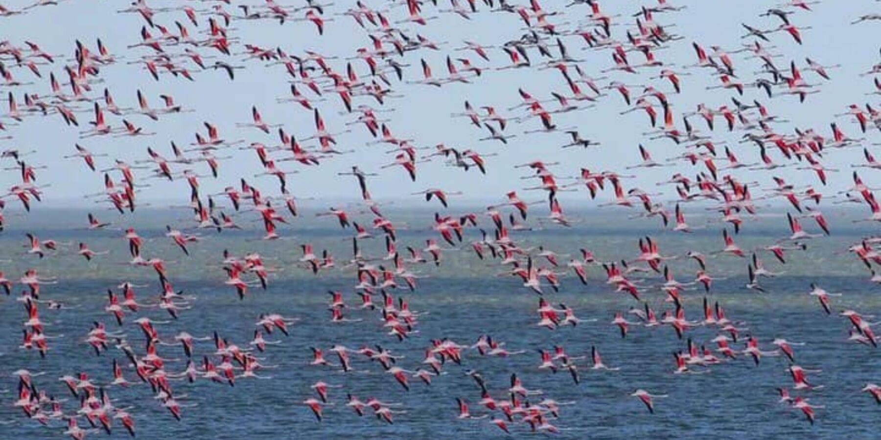 На Одещину прилетіла рекордна кількість рожевих фламінго