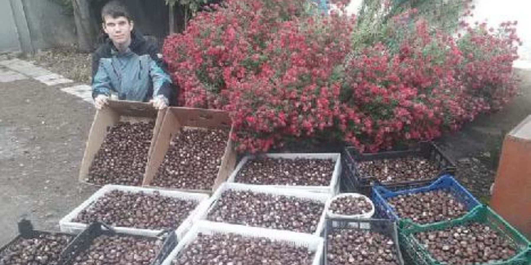 На Сумщині школяр збирає каштани, щоб допомогти ЗСУ