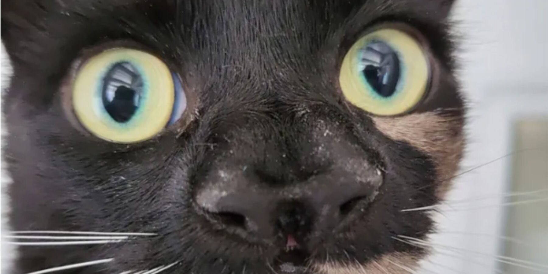 У Великобританії виявили унікальне кошеня з двома носами