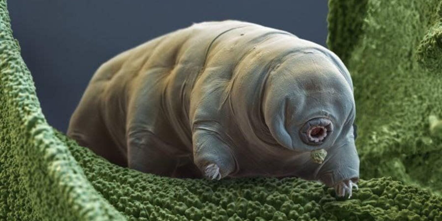 В Антарктиді українські вчені виявили нові види тварин, здатних пережити людство