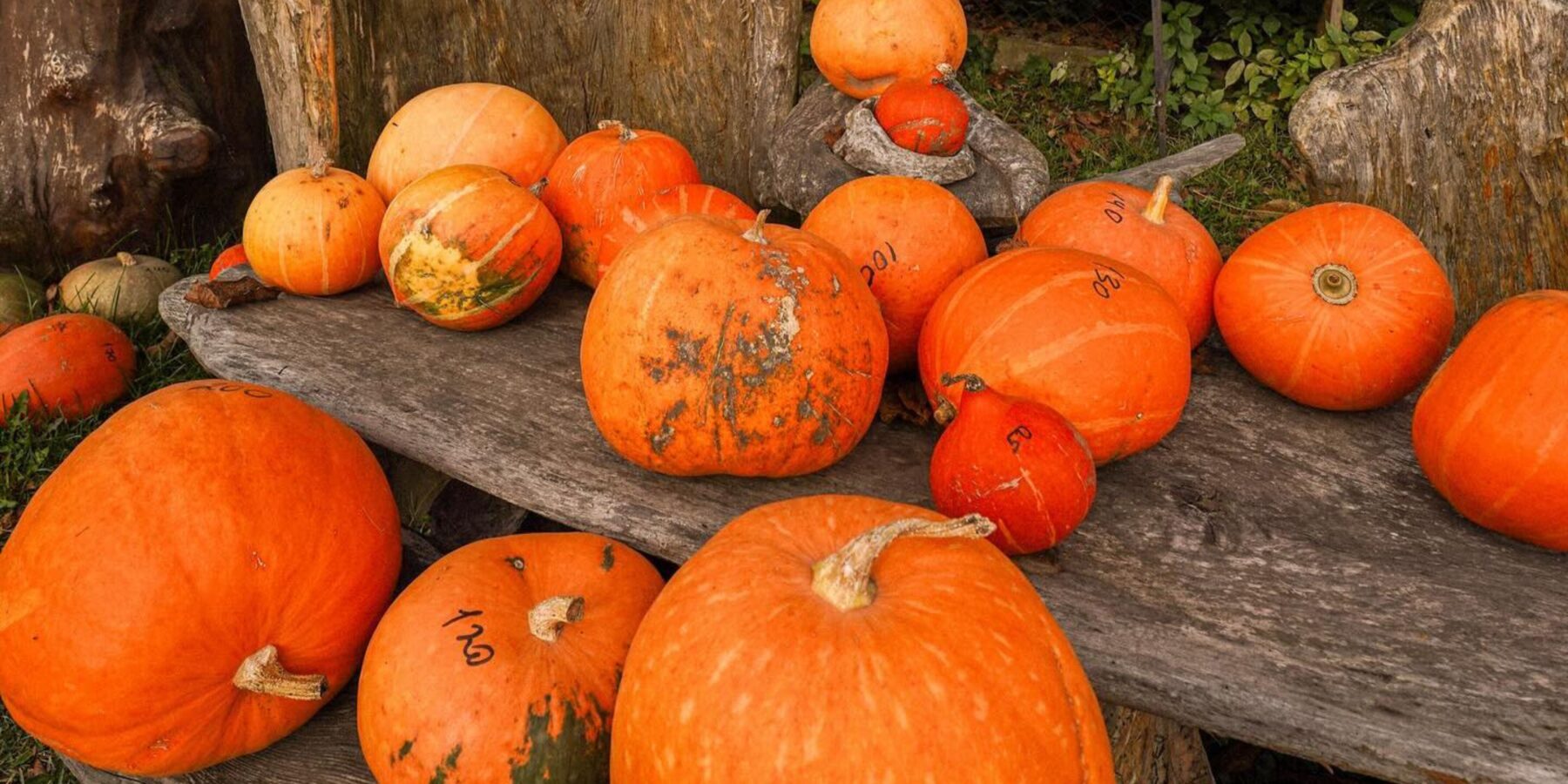 На Львівщині запрацював магазин довіри з продажу гарбузів