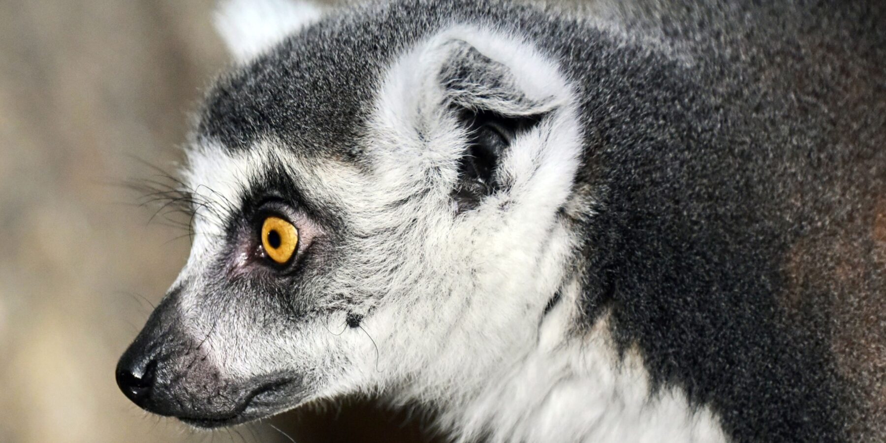 Київський зоопарк врятував лемура, пораненого внаслідок обстрілу Херсона