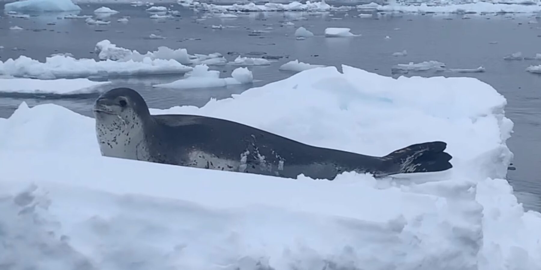 Українські полярники розповіли про цікаві моменти із життя морських леопардів