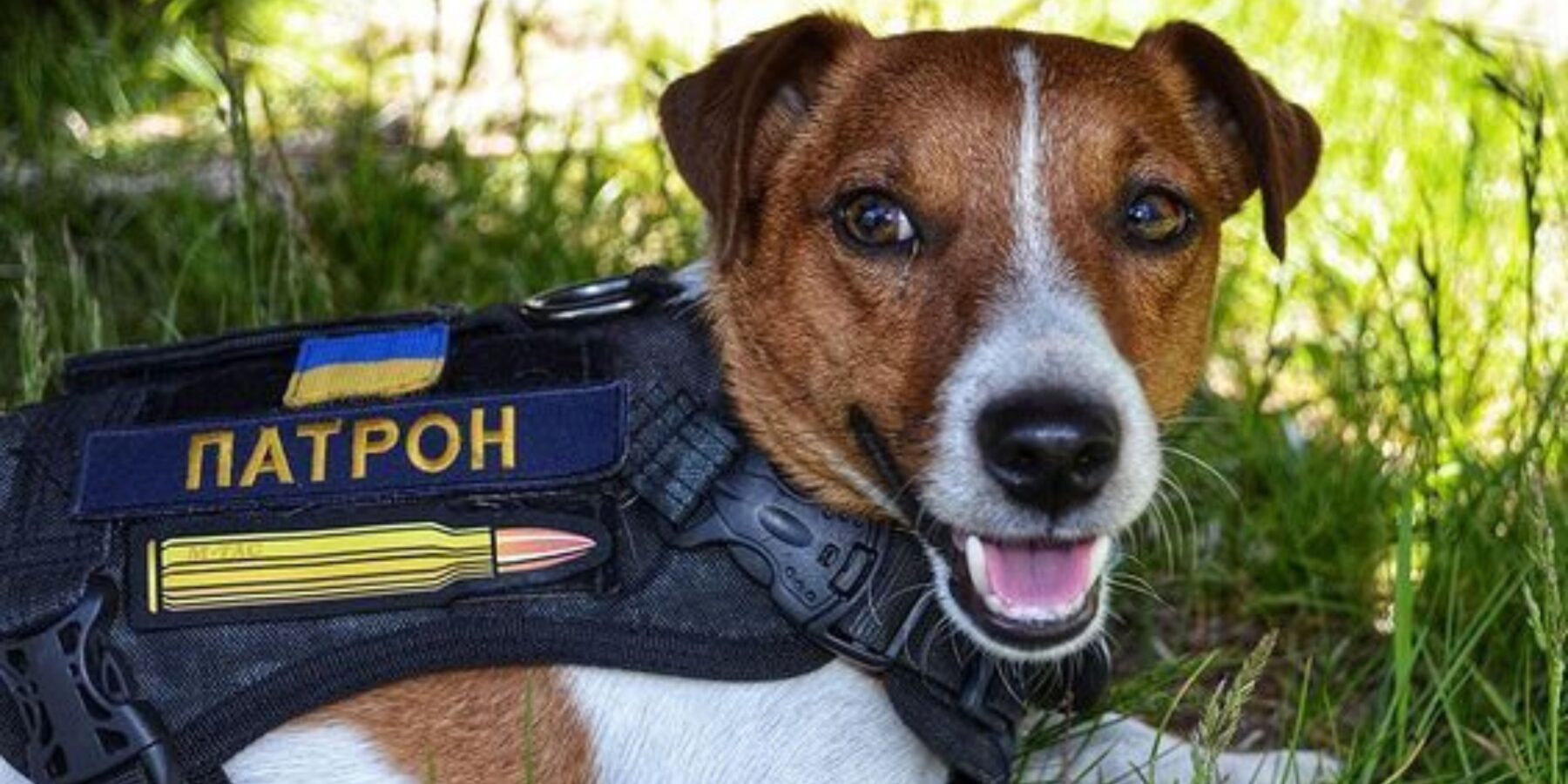 Кияни просять встановити пам’ятник Псу Патрону