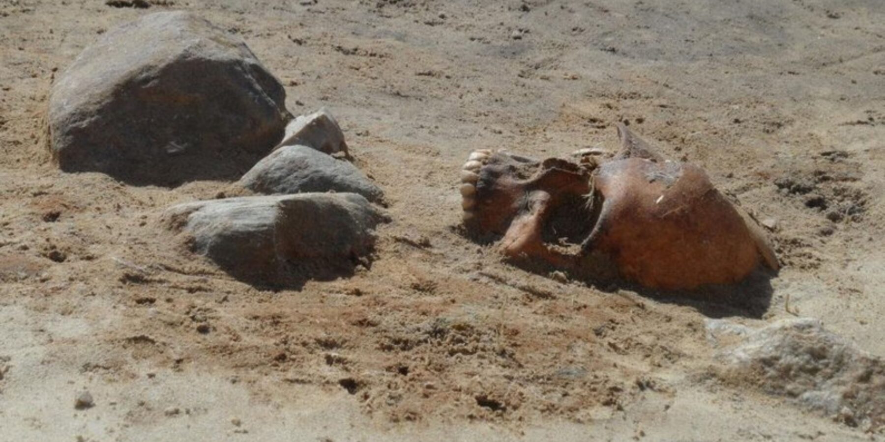 У Польщі археологи знайшли 400-літнє поховання вампірів, прикутих до труни У Польщі археологи знайшли 400-літнє поховання вампірів, прикутих до труни