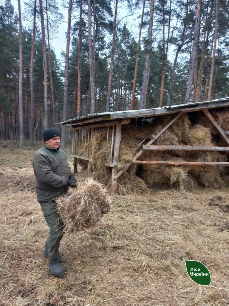 На півночі України розпочали зимову підгодівлю диких тварин