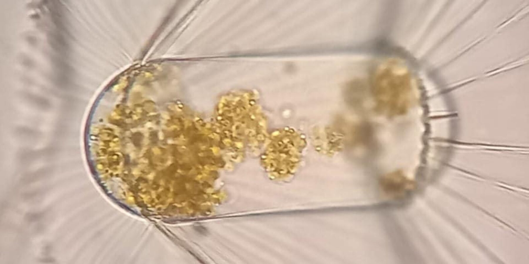 Українські вчені розповіли про наслідки глобального потепління для Антарктиди