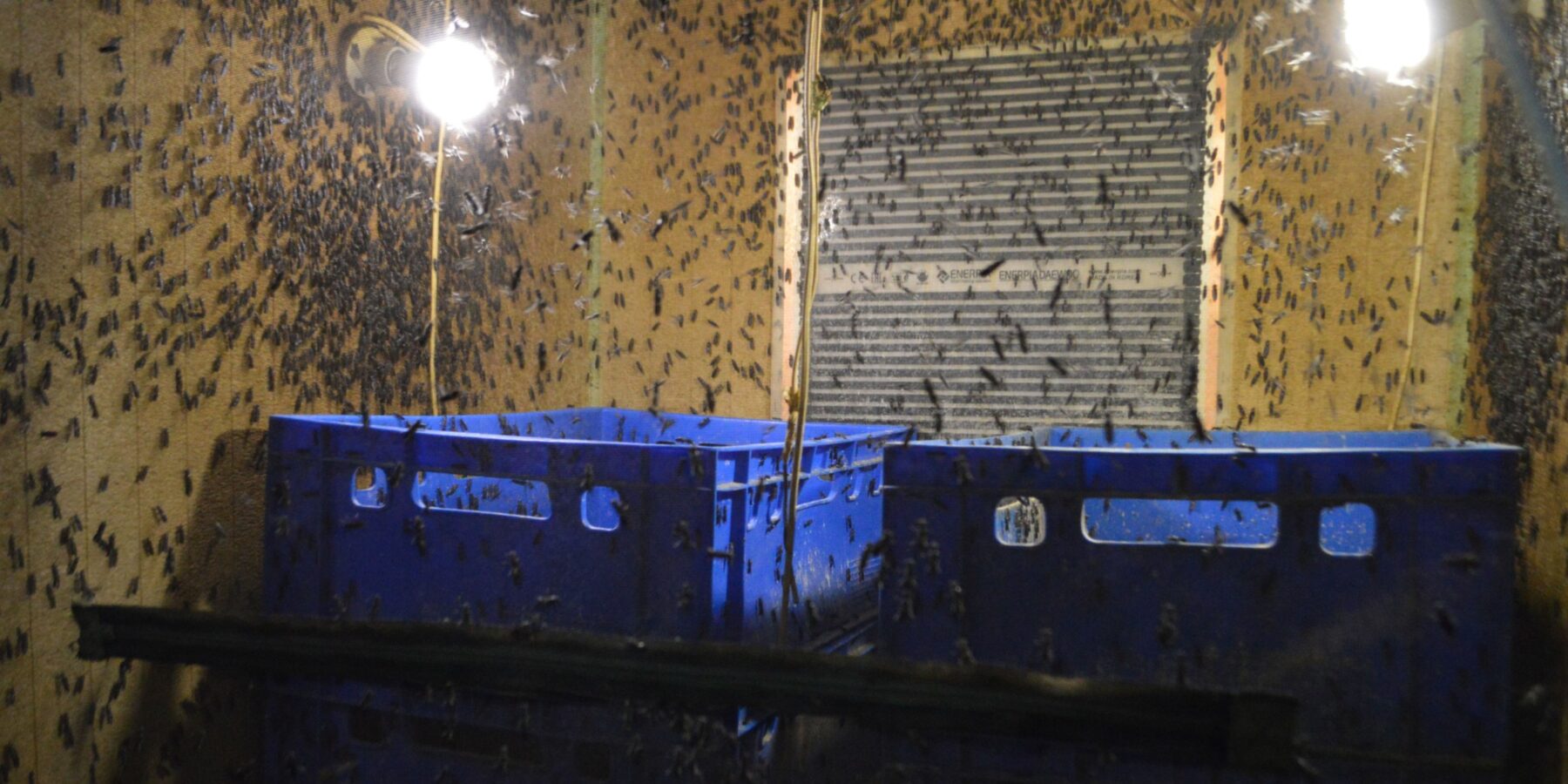 На Кіровоградщині відкрили цех із вирощування комах