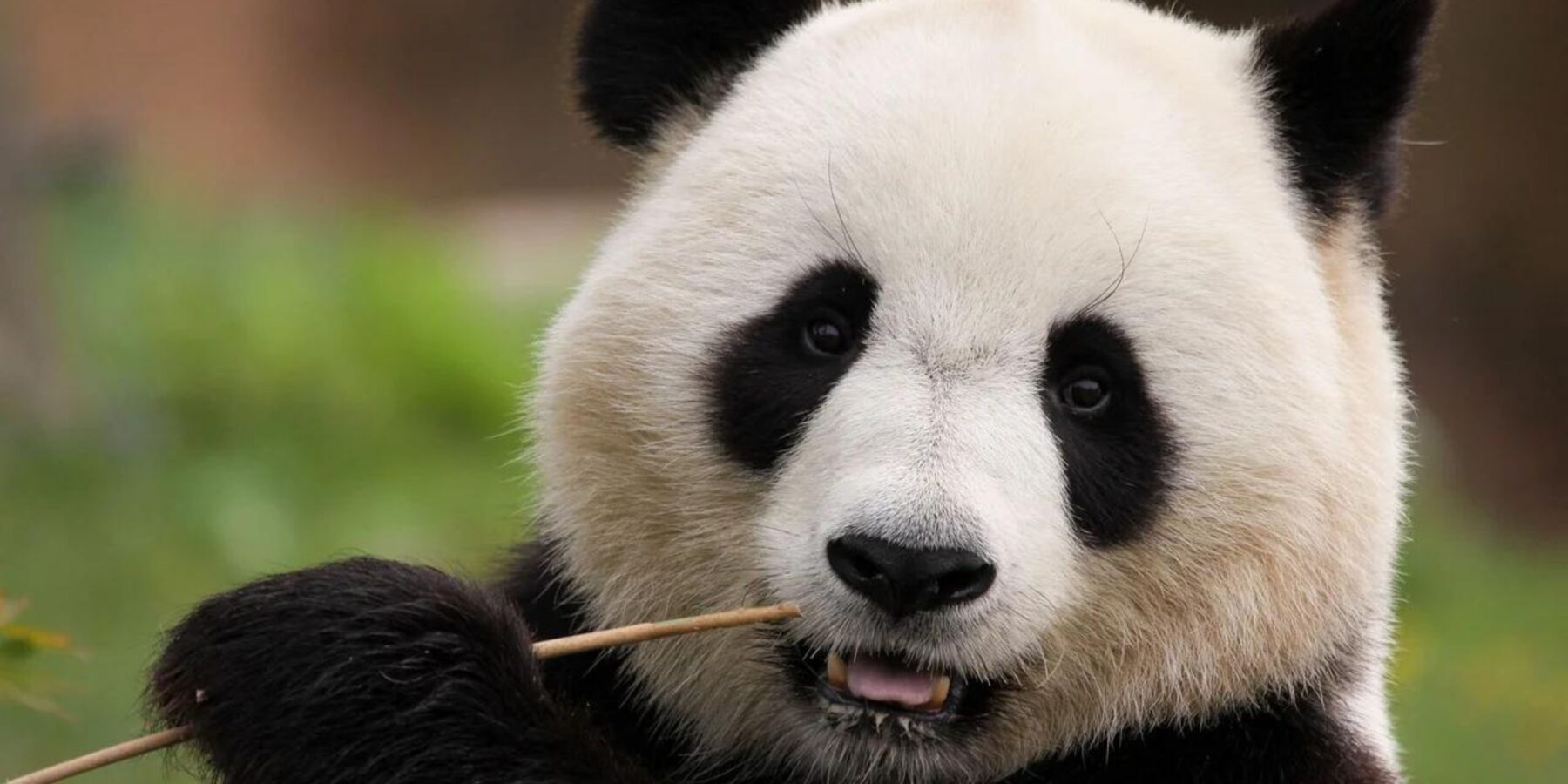 Американські дослідники виявили, що панди мають власні «соцмережі»