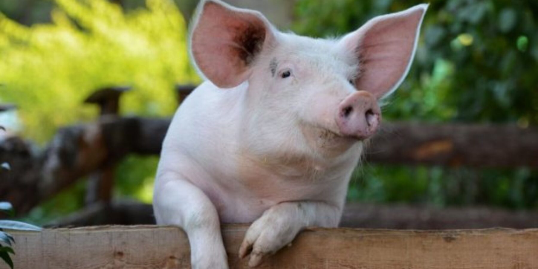 В Україні вивели нову суперстійку породу свиней