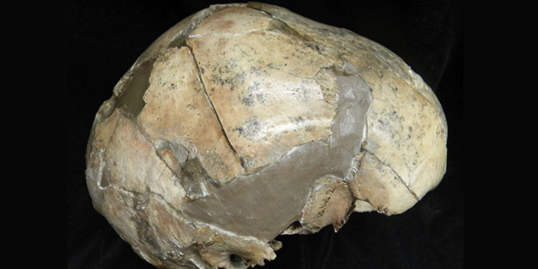 Французькі вчені виявили туберкульоз у неандертальців і кроманьйонців