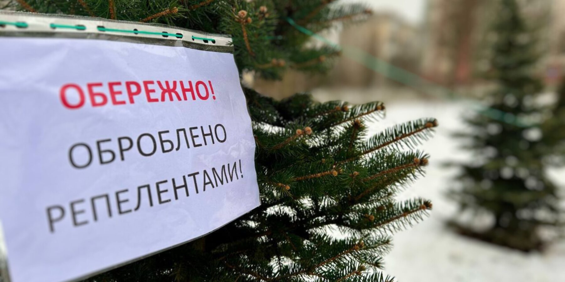 У Києві обробляють дерева задля запобігання вандалізму під час новорічних свят