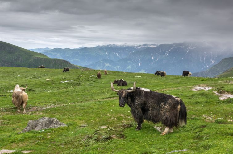 У Китаї вперше клонували дві породи корів, які знаходяться на межі вимирання