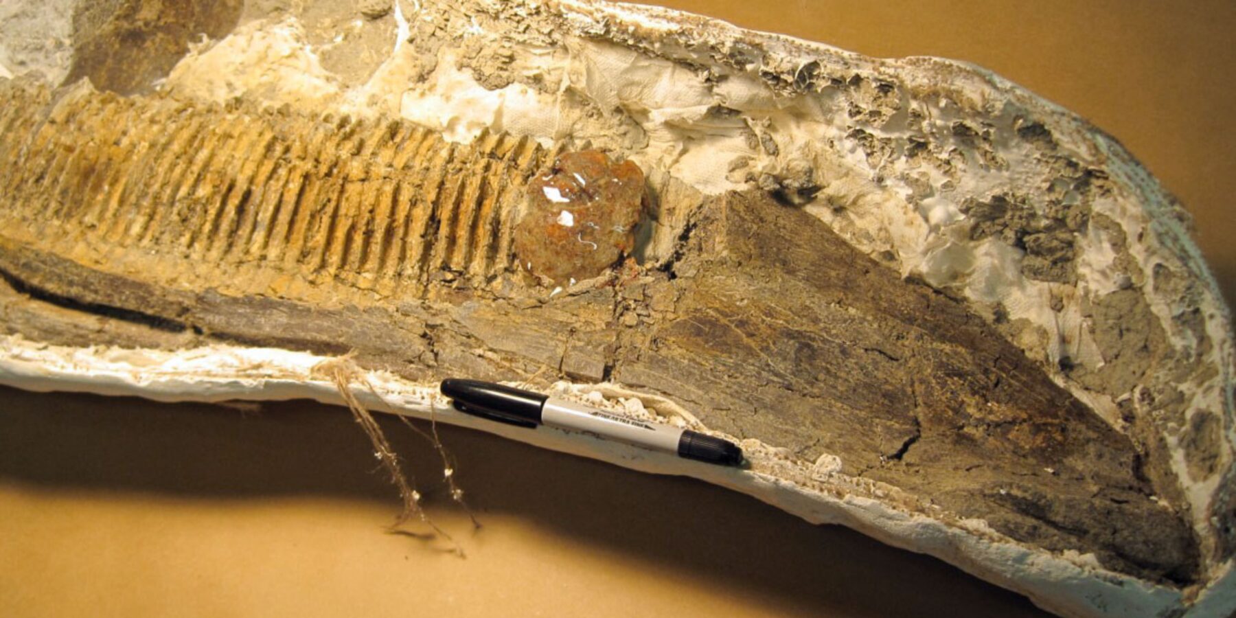 У Канаді археологи знайшли щелепу динозавра віком 75 мільйонів років