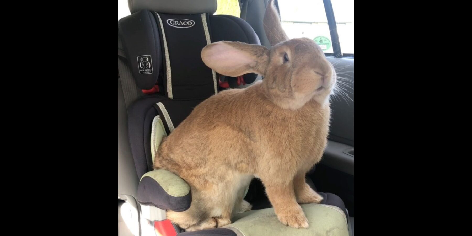 У США виростили кроля-гіганта