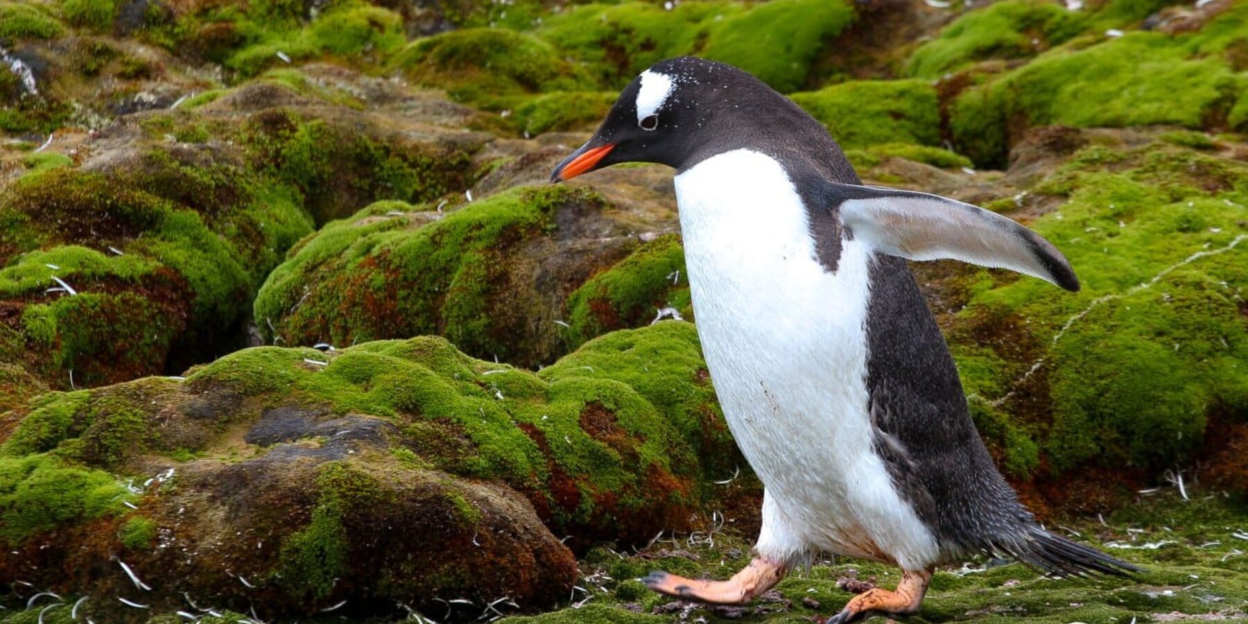 Українські полярники показали, як виглядає антарктичне літо