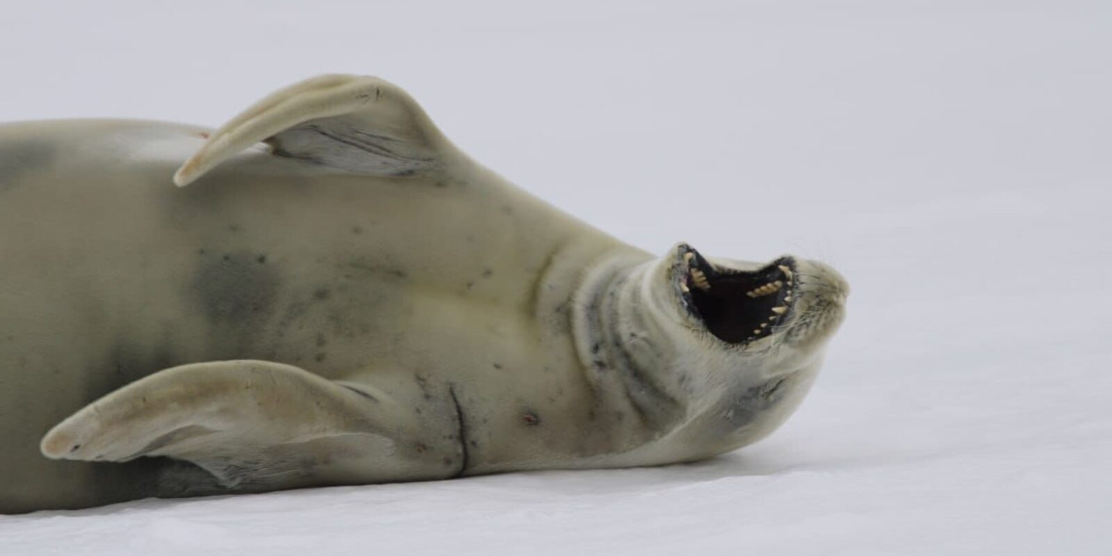Українські науковці показали, як тюлень відпочиває після ситного сніданку