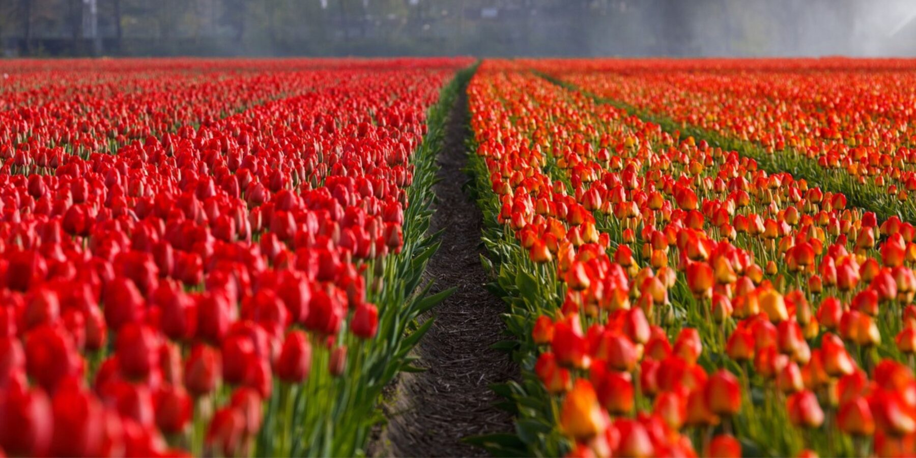 У Добропарку розпочали підготовку до Сезону Тюльпанів