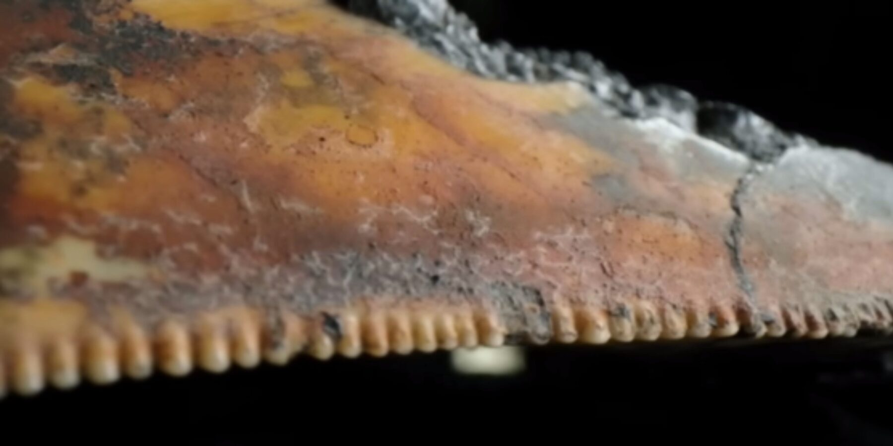 Поблизу Гавайських островів знайшли зуб мегалодона довжиною майже 7 см