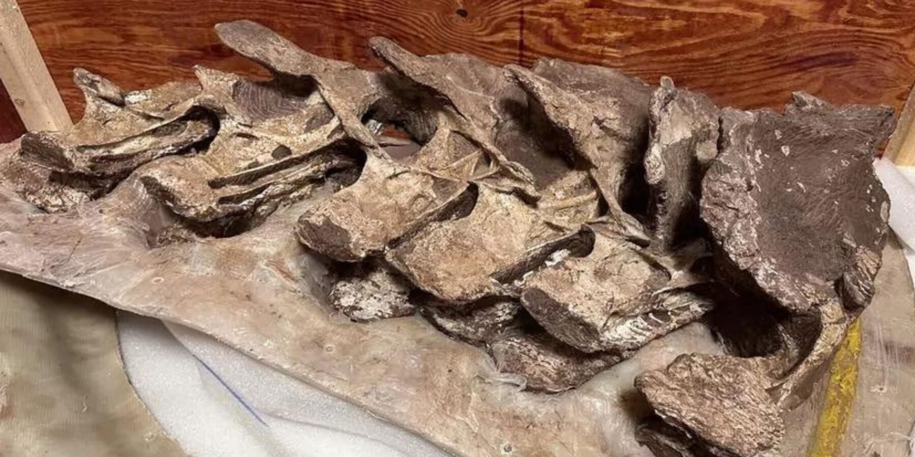 У Китаї виявили останки раніше невідомого вида динозаврів віком 90 млн років
