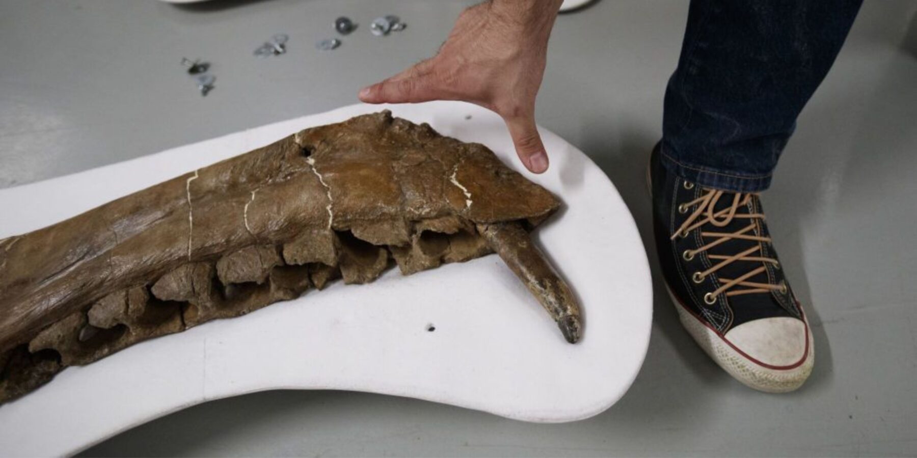 У США студент випадково відкрив новий вид динозаврів