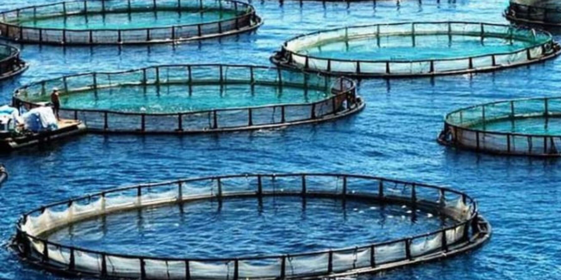 На Одещині створять ферми з вирощування креветок та мідій