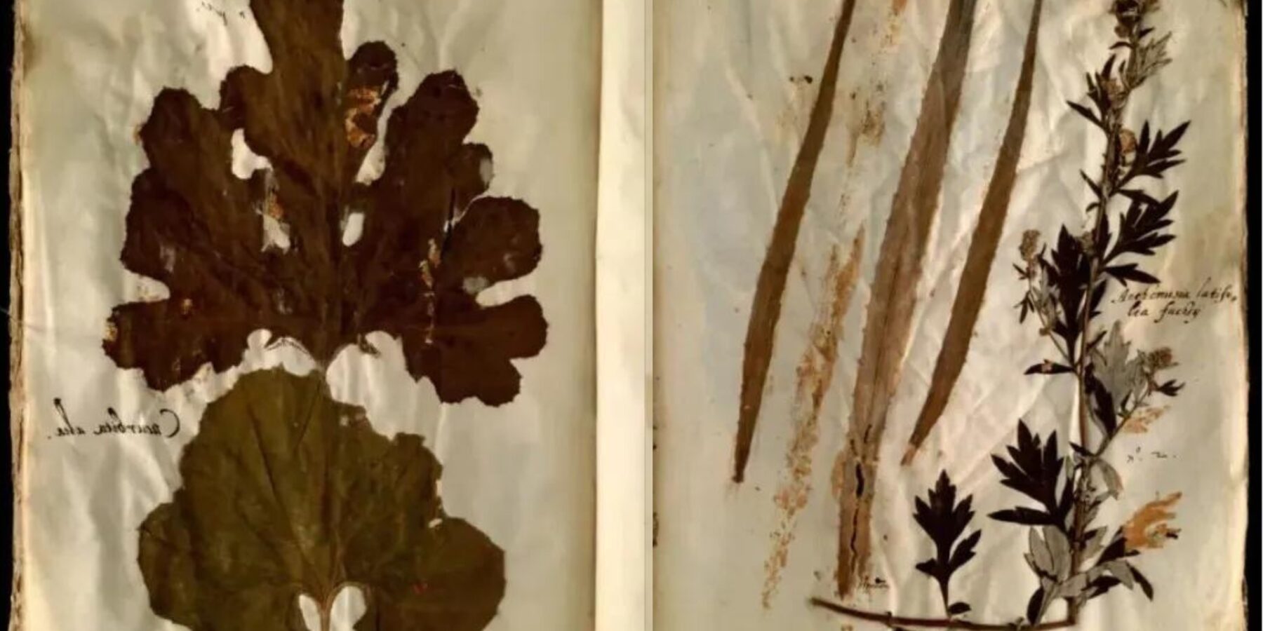 В Італії знайшли рідкісний гербарій доби Відродження