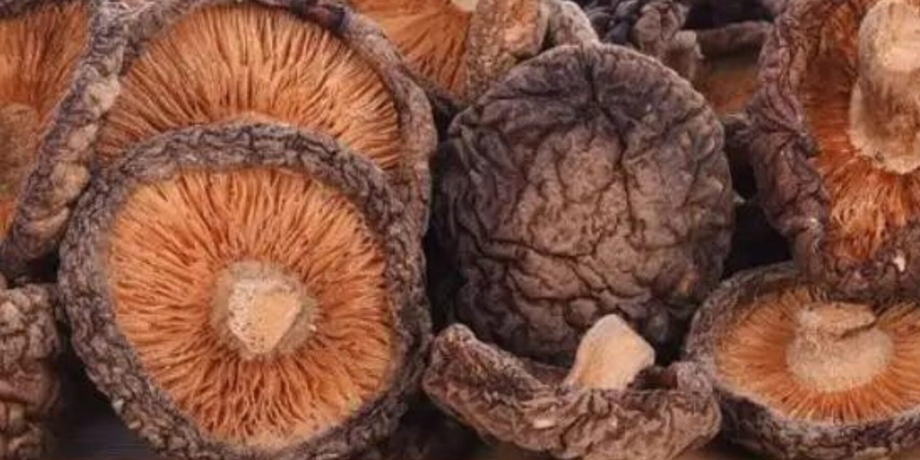 На Сумщині налагодили виробництво сиру із грибами шиїтаке, які покращують пам’ять