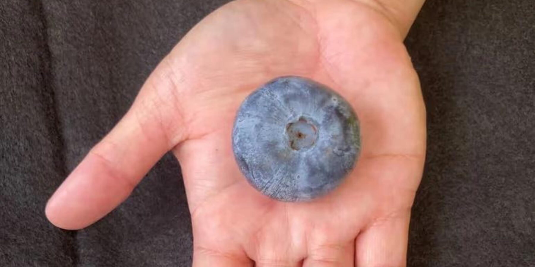 В Австралії виростили найважчу у світі лохину