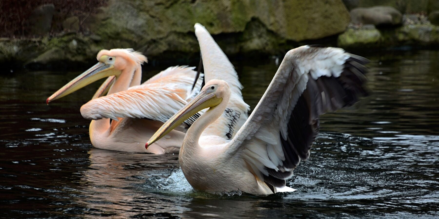 У Києві пелікани повернулися на свої озера
