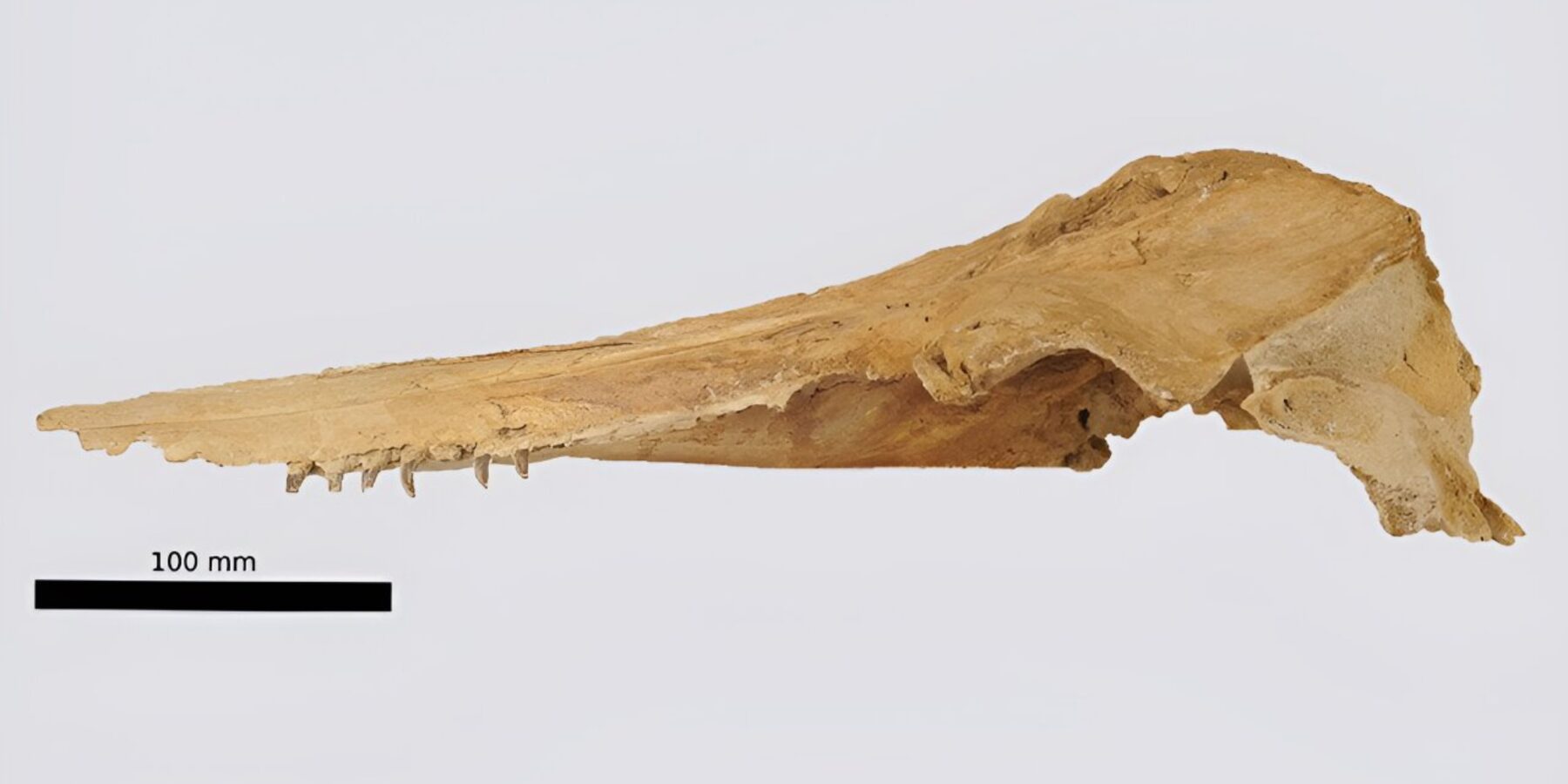 У Новій Зеландії ідентифікували унікальний вид вимерлого дельфіна, який жив понад 20 млн років тому