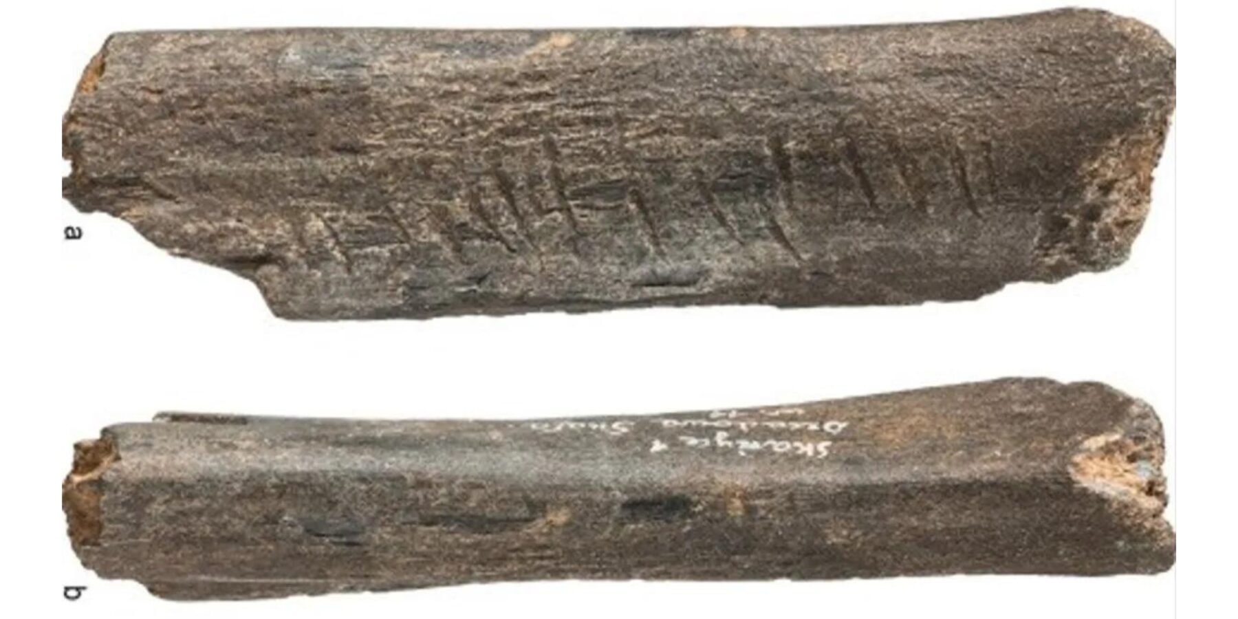 У Польщі знайшли гравіровану кістку ведмедя віком понад 100 тисяч років