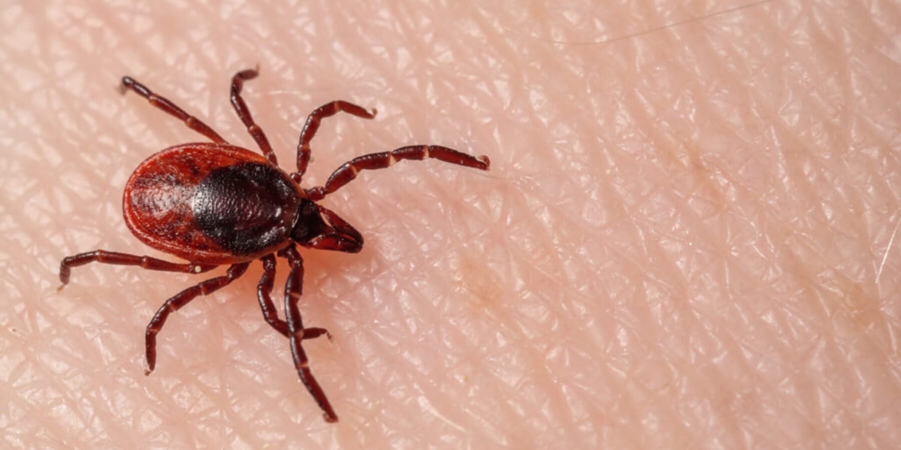 У Києві розпочали боротьбу з кліщами