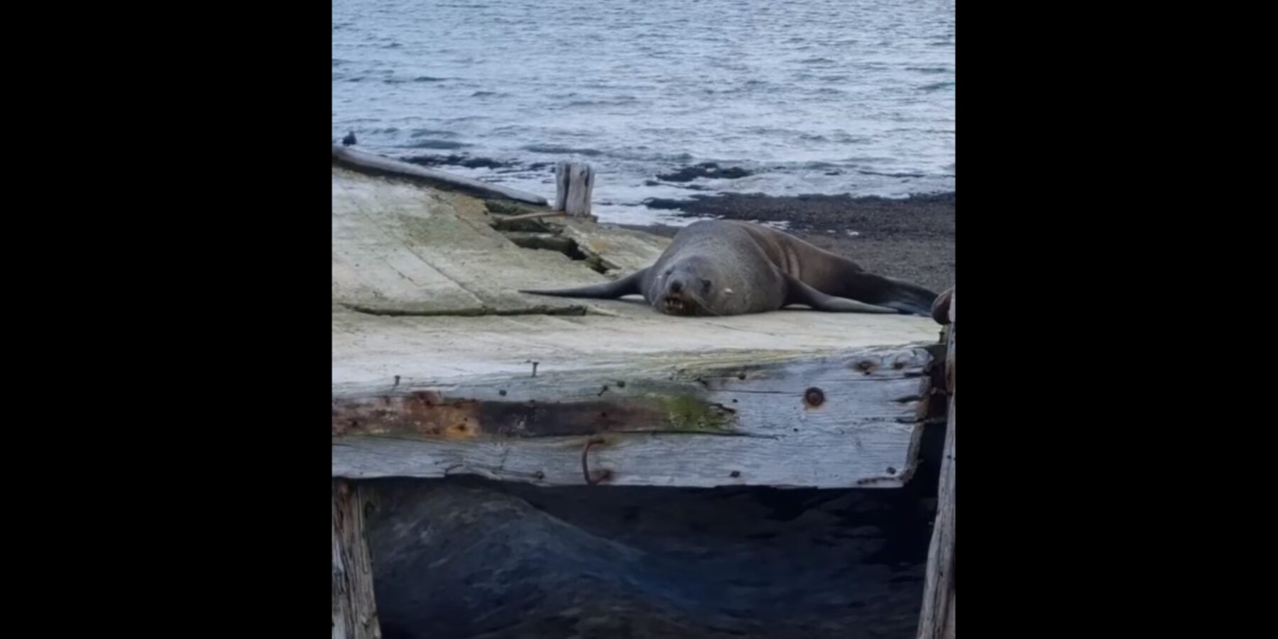 Українські полярники показали морського котика, який відпочивав на дерев’яному човні