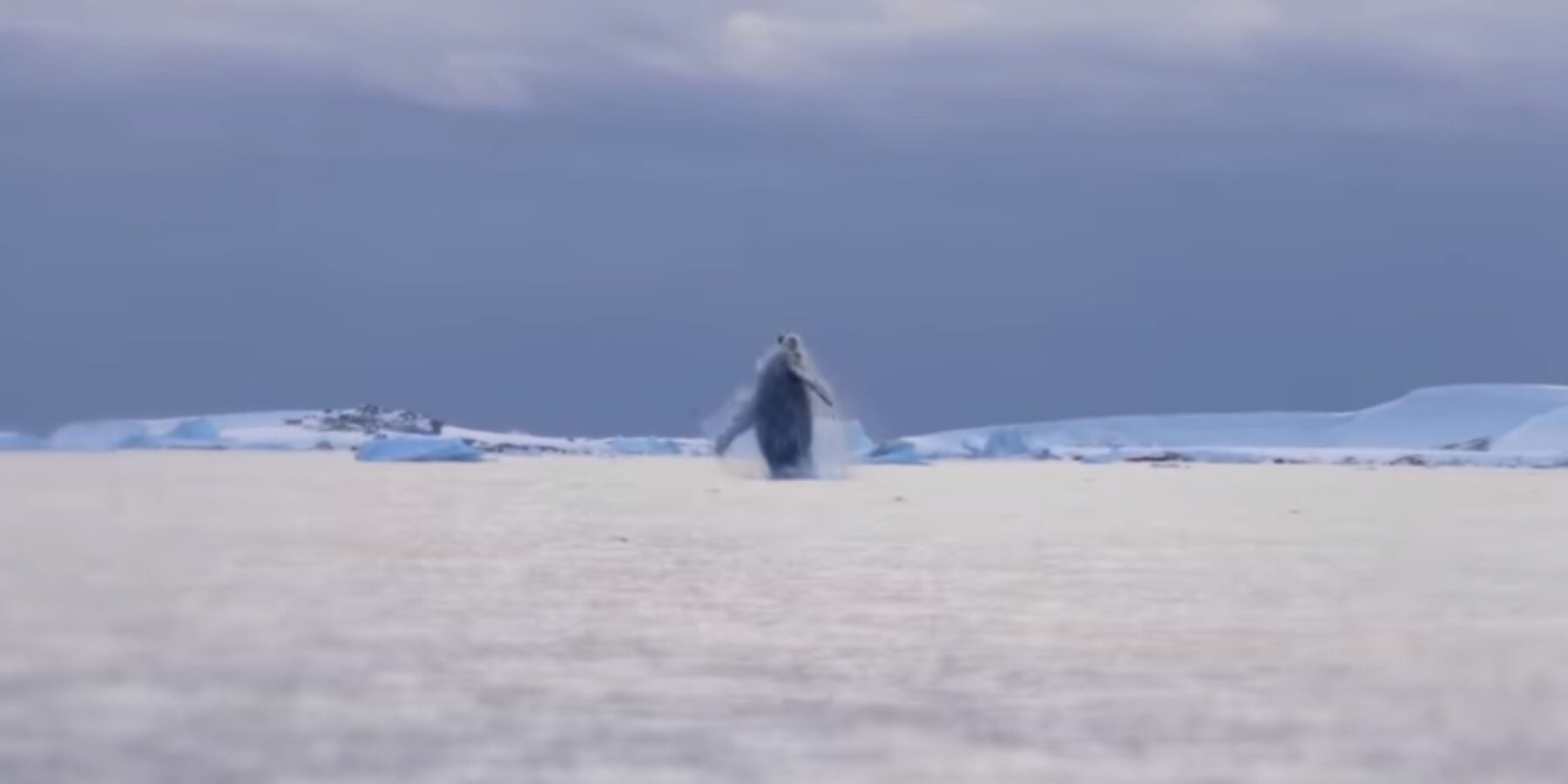 Українські полярники зафіксували одне з найдивовижніших видовищ в Антарктиці